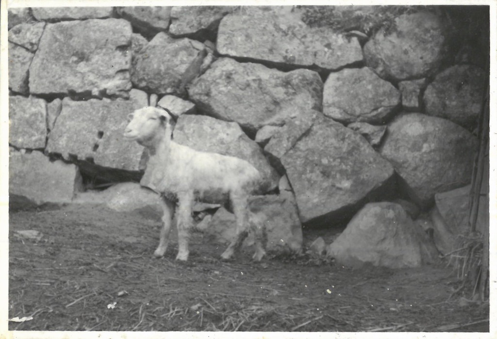昭和30年代前半緬羊