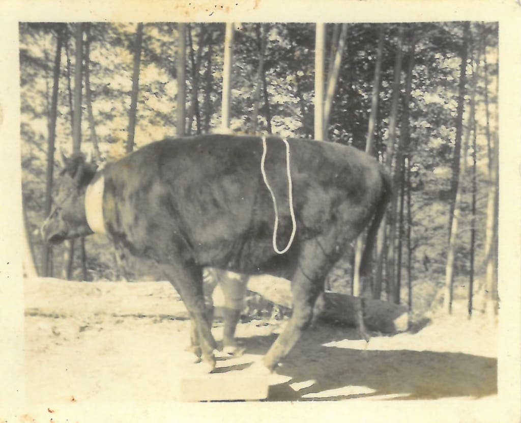 昭和20年代？：山中さんの種牛